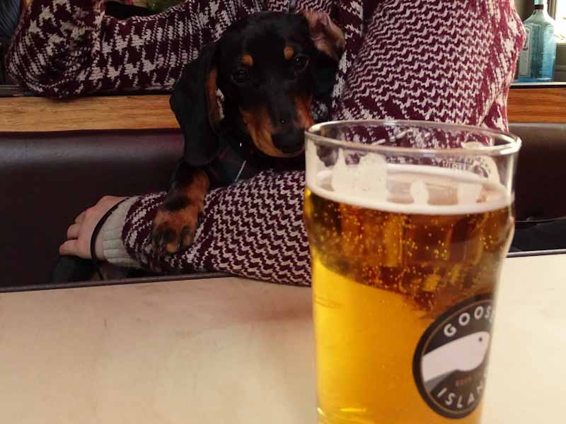 Dachshund eying up a pint
