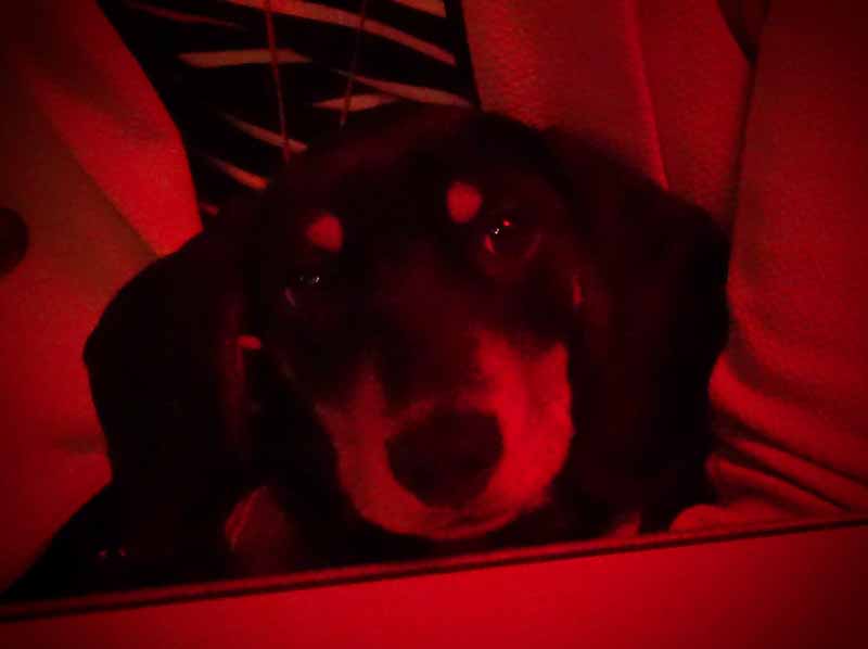 Evil dachshund in red