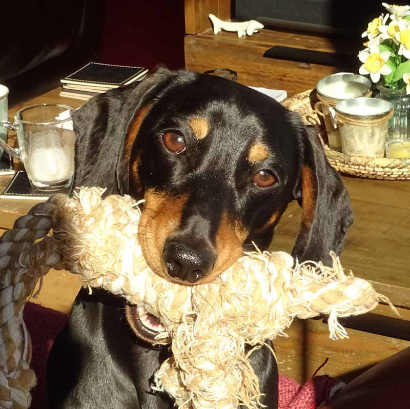 Closeup of a Dachshund holding a rope toy