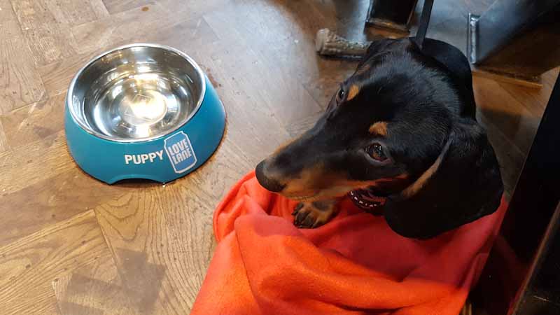 Dachshund next to Love Lane dog bowl