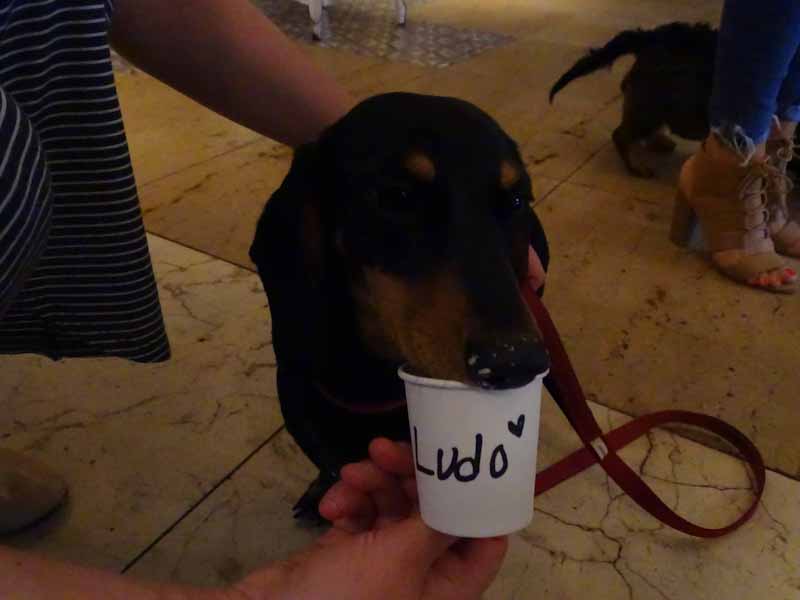 A dachshund enjoying a puppuccino