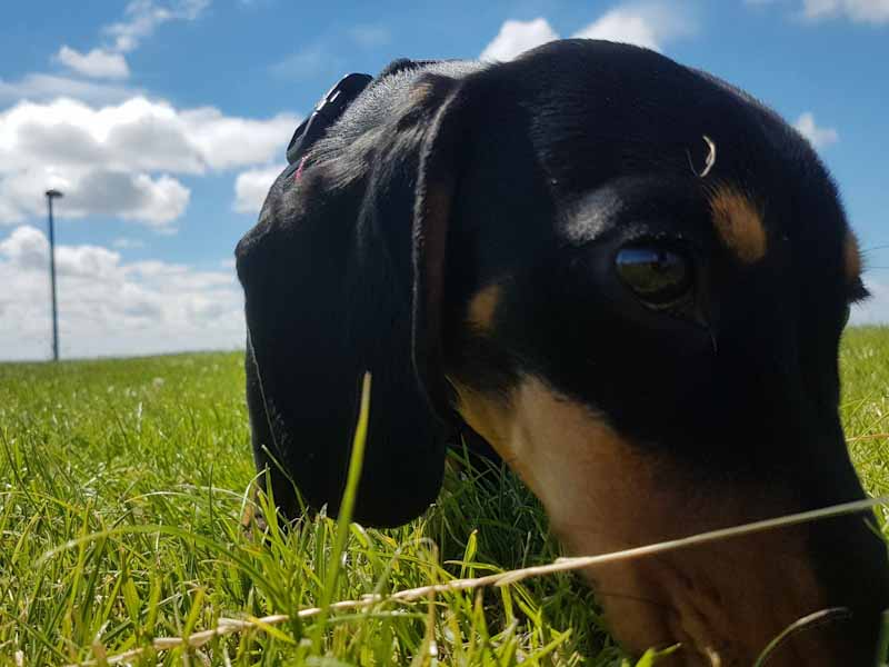 A group of dachshunds taking a walk