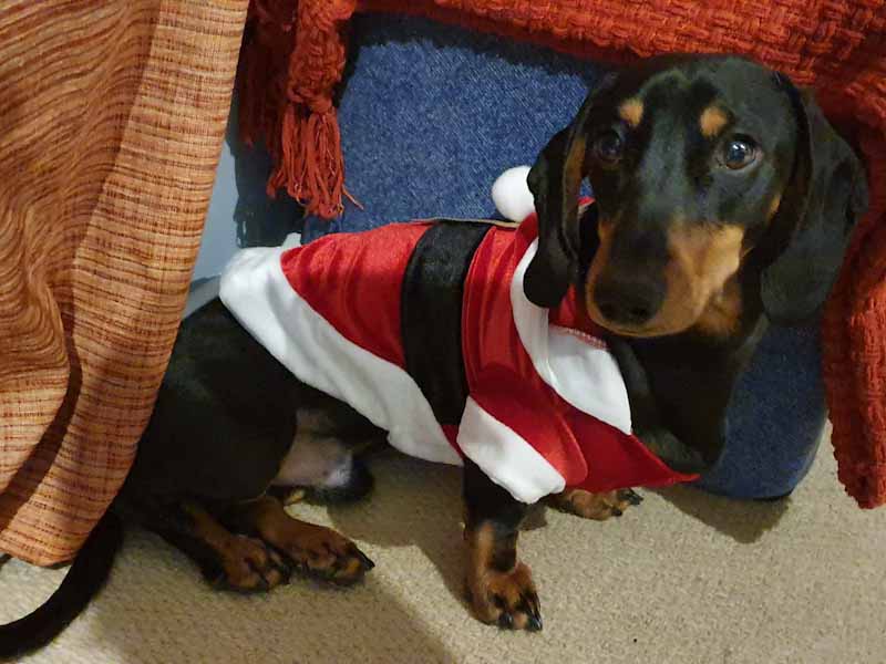 Dachshund in a Santa outfit