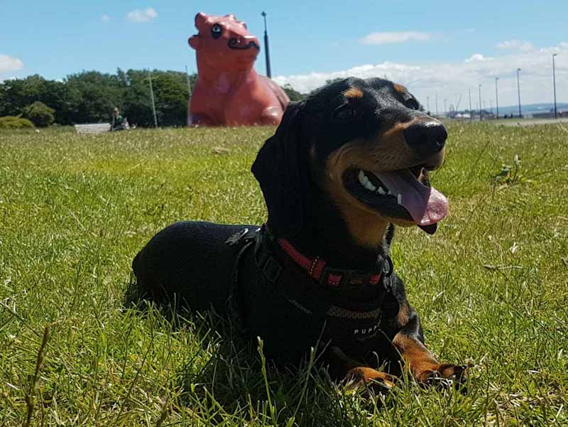 A dachshund sits in front of the sitting bull